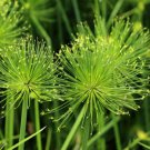 20 Cyperus Papyrus Paper Reed Water Plant Egyptian Nile Grass Yellow Flower Seed Easy to Grow