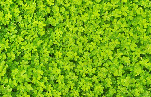 2000 Microclover Dwarf Miniature Trifolium Repens White Flower Clover Lawn Seeds Easy to Grow