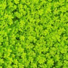 2000 Microclover Dwarf Miniature Trifolium Repens White Flower Clover Lawn Seeds Easy to Grow