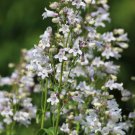 1000 White Foxglove Beardtongue Penstemon Digitalis Flower Seeds Easy to Grow