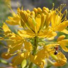 30 Yellow Beeplant Cleome Lutea Golden Bee Plant Spiderflower Native Flower Seed Easy to Grow