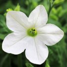 100 Organic White Nicotiana Flowering Tobacco Nicotiana Alata Seeds Easy to Grow
