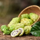 20 Noni Cheese Fruit Great Morinda Citrifolia Indian Beach Mulberry Shrub Tree S Easy to Grow