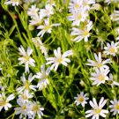 50 Organic Chickweed Stellaria Media Starwort Stitchwort White Flower Herb Seeds Easy to Grow