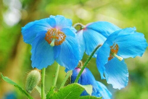 10 Blue Himalayan Poppy Tibetan Meconopsis Betonicifolia Flower Seeds Easy to Grow