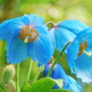 10 Blue Himalayan Poppy Tibetan Meconopsis Betonicifolia Flower Seeds Easy to Grow