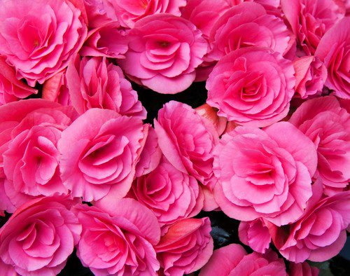 10 Bright Pink Double Begonia Tuberosa Tuberous Begonia Shade Flower Seeds Easy to Grow