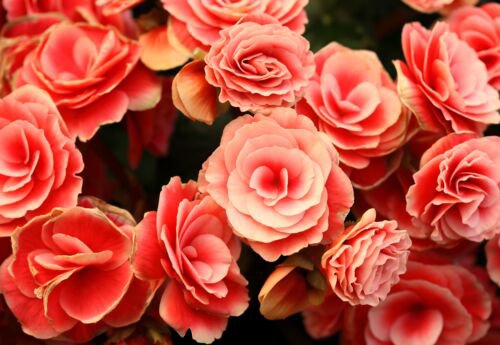 10 Salmon Double Begonia Tuberosa Tuberous Begonia Pink Shade Flower Seeds Easy to Grow