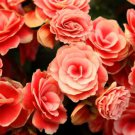 10 Salmon Double Begonia Tuberosa Tuberous Begonia Pink Shade Flower Seeds Easy to Grow