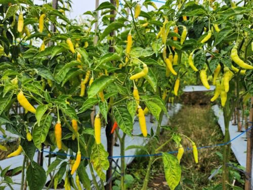 50 Golden Cayenne Pepper Yellow Capsicum Annuum Vegetable Seeds Easy to Grow