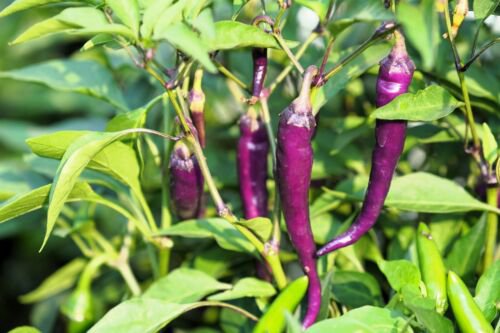 50 Purple Cayenne Pepper Capsicum Annuum Vegetable Seeds Easy to Grow
