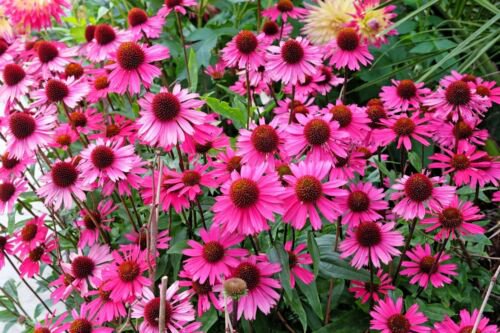 1000 Bulk Bright Star Coneflower Echinacea Purpurea Bright Pink Flower Seeds Easy to Grow