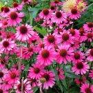 1000 Bulk Bright Star Coneflower Echinacea Purpurea Bright Pink Flower Seeds Easy to Grow
