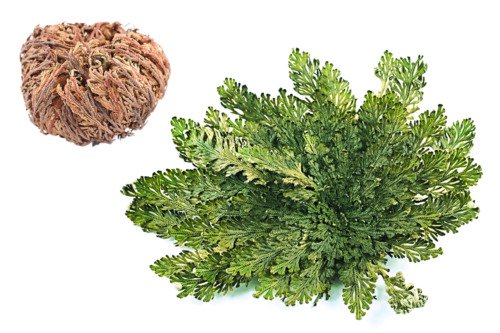 Small Live Resurrection Plant Rose Of Jericho Dinosaur Fern Miracle Flat Ship Easy to Grow