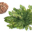 Small Live Resurrection Plant Rose Of Jericho Dinosaur Fern Miracle Flat Ship Easy to Grow