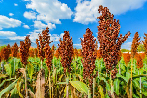50 Honey Drip Sorghum Bicolor Honey Drop Syrup Grain Vegetable Seeds Easy to Grow
