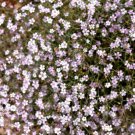 50 Light Pink Tunic Flower Coat Flower Petrorhagia Saxifraga Saxifrage Seeds Easy to Grow