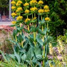 30 Great Yellow Gentian Gentiana Lutea Herb Flower Seeds Easy to Grow