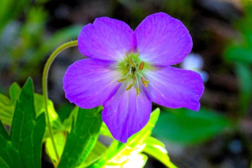 10 Oregon Geranium Oreganum Cranesbill Purple Native Flower Herb Seeds Easy to Grow