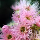 50 Red Flowering Eucalyptus Sideroxylon Mugga Ironbark Tree Seeds Easy to Grow