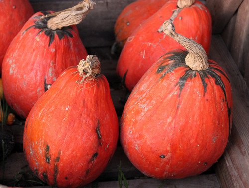 15 Lakota Squash Cucurbita Maxima Winter Red Orange Green Native Vegetable Seeds Easy to Grow