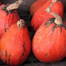 15 Lakota Squash Cucurbita Maxima Winter Red Orange Green Native Vegetable Seeds Easy to Grow
