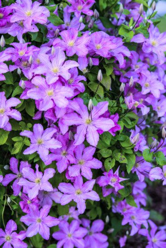 10 Purple Alpine Clematis Alpina Virgin'S Bower Flower Vine Seeds Easy to Grow