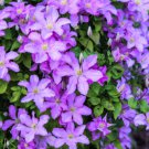 10 Purple Alpine Clematis Alpina Virgin'S Bower Flower Vine Seeds Easy to Grow