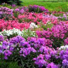 10 Tall Garden Phlox Paniculata Mixed Colors 'New Hybrids Mix' Flower Seeds Easy to Grow