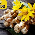 20 Seeds Jerlem Artichoke Sunchoke Helianthus Tuberosus Flower Root Vegetable Easy to Grow