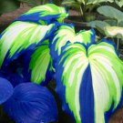 100 Unique Blend Of Rare Hosta Garden Seeds For Green Thumb Enthusiasts For Shady Gardens