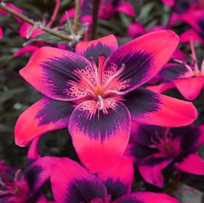 100 Heirloom Burning Flame Lily Seeds Fragrant Flower Plant Fresh Seeds