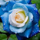 100 Rare Two-Color Rose Seeds For Planting, Mixed Green And White Rare Roses 100 Rare Two-Color Rose Seeds For Planting, Mixed Green And White Rare Roses