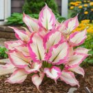100 Pieces Oriental Chrysanthemum Seed Bonsai Tree Seed Plant Multi-Year Flower Indoor
