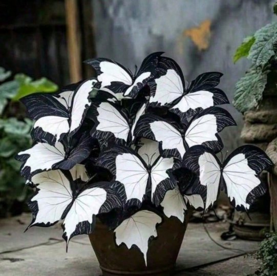 100 Black & Red Hosta Seeds Rare Color Combo &acirc;�� Shade Garden