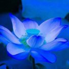 600 Seeds Sapphire Bowl Lotus Seeds