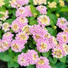 200 Perennial Lantana Seeds Suitable For Outdoor Planting In Home Gardens