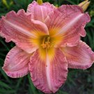 100 Seeds Salifareti Daylily Seeds Plant Pink With White