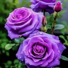 20 Types Rose Seeds Easy To Grow Flowers Containers Garden And Home Landscaping