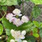 300 Rare Purple Spotted Jasmine Seeds Non GMO