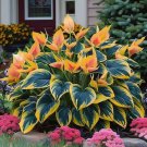 105 Hosta Seeds Perennial Drought Resistant Plant For Indoor Outdoor Garden