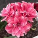 50 Seeds Amaryllis Vittata Bulbs Home Garden Plants