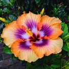 500 Pieces 20 Pieces Orange Purple Blue Flower