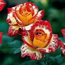 165 Longevity Rose Seeds High Germination Drought-Resistant Perennial Flowers