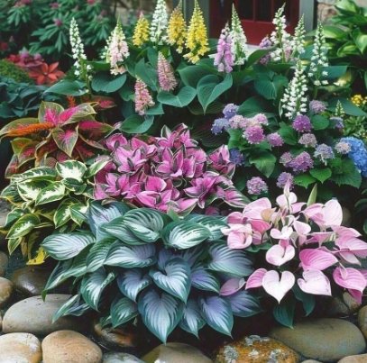 100 Mixed Hosta Jardin Perennials Seeds White Lace DIY Home Garden