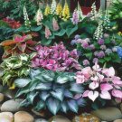 100 Mixed Hosta Jardin Perennials Seeds White Lace DIY Home Garden