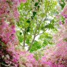 50 Bougainvillea Seeds Vibrant Fáciles De Cultivar En Las Cuatro Estaciones