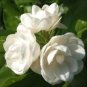 165 Climbing Jasmine Seeds Non-GMO Vanilla Seeds Suitable For Garden