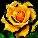 108 Rose Seeds Flower Plants Seeds Flowers For Natural Plants Bonsai