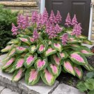 100 Mixed Hosta Jardin Perennials Lily Flower Seeds White